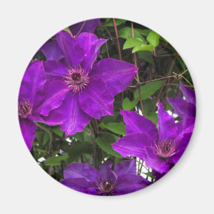 Imã Videira roxa brilhante do Clematis de Jackmanii