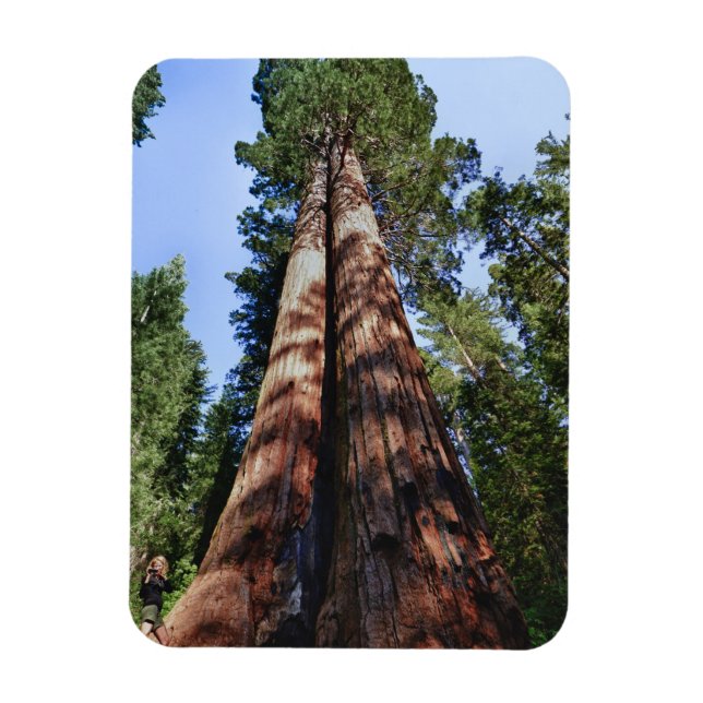 Ímã Vídeo de mulheres na base da Sequoia massiva (Vertical)