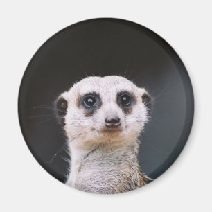 Imã Vigia de Meerkat