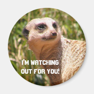 Imã Vigia de Meerkat