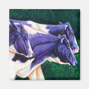 Imã Vinda em casa - vacas de Holstein