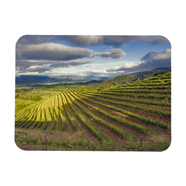Ímã Vineyard. Vale Napa. Napa. Condado de Napa, (Horizontal)