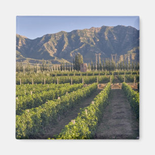 Imã Vinhas de Cabernet Sauvignon em Huailai Rongchen