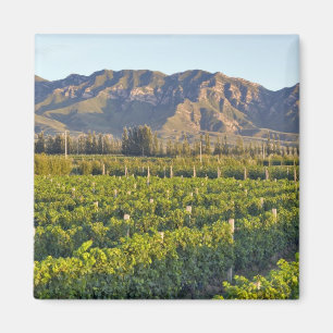 Imã Vinhas de Cabernet Sauvignon em Huailai Rongchen 2
