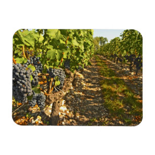 Ímã Vinhas de Cabernet Sauvignon em uma fileira na