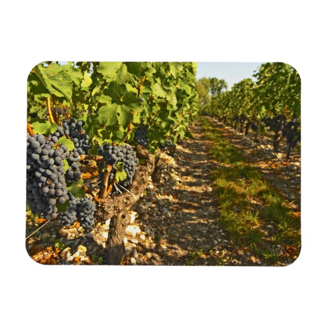 Ímã Vinhas de Cabernet Sauvignon em uma fileira na (Horizontal)