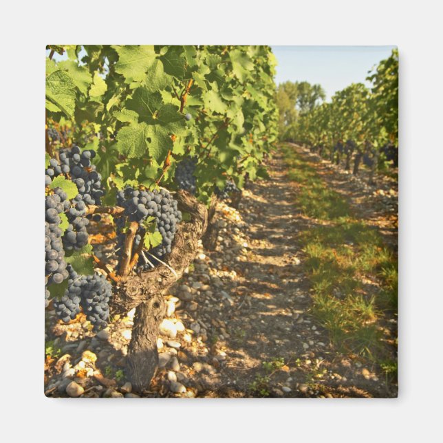 Imã Vinhas de Cabernet Sauvignon em uma fileira na (Frente)