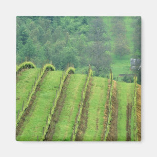 Imã Vinhas de uva perto de Newberg Oregon