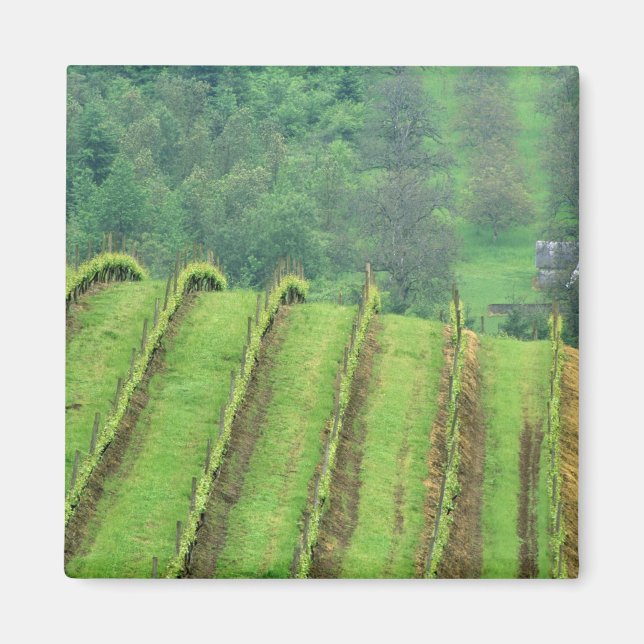 Imã Vinhas de uva perto de Newberg Oregon (Frente)
