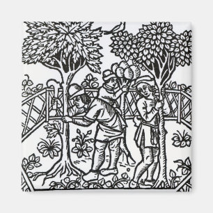 Imã Vinhas Em Tensão