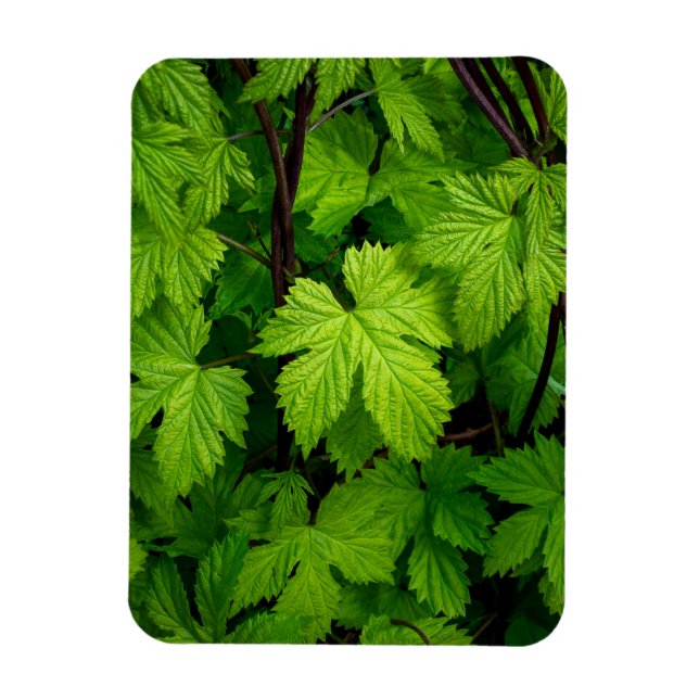 Ímã Vinhas verdes (Vertical)