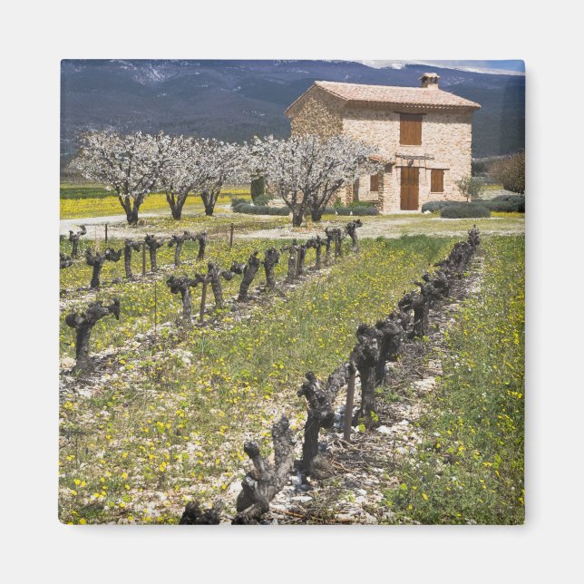 Imã Vinhedo dormente, flores de frutas, casa de pedra, (Frente)