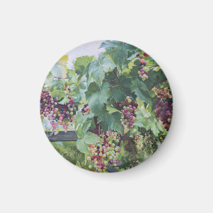 Imã Vinícola do Vale do Loire – Pintura de Uvas France