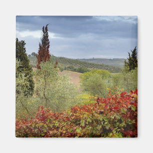 Imã Vinícola perto de Montalcino, Toscana, Itália
