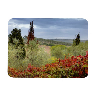 Ímã Vinícola perto de Montalcino, Toscana, Itália