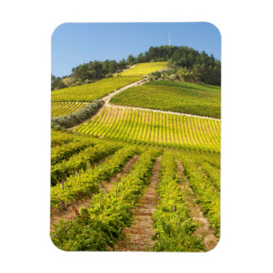 Ímã Vinícola, Stellenbosch, Cabo Ocidental