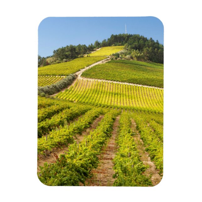 Ímã Vinícola, Stellenbosch, Cabo Ocidental (Vertical)