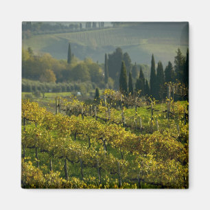 Imã Vinícola, Toscana, Itália