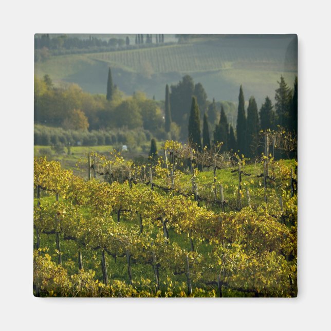 Imã Vinícola, Toscana, Itália (Frente)