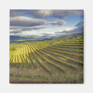 Imã Vinícola. Vale de Napa. Napa. Condado de Napa,