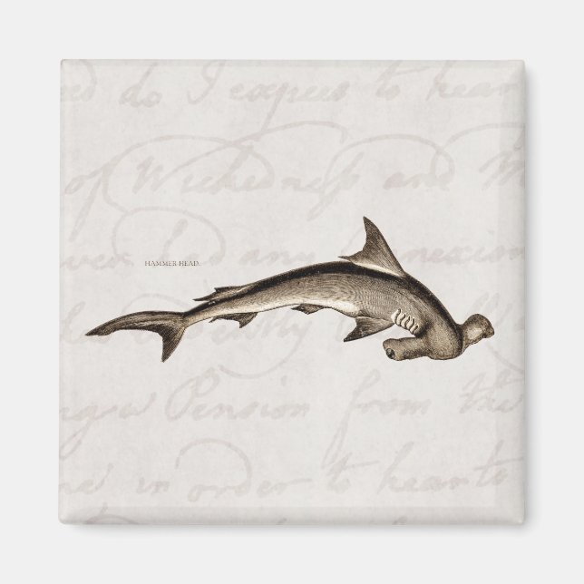 Imã Vintage 1800s Hammerhead Shark Old Hammer Head (Frente)