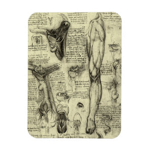Ímã Vintage Anatomia Humana Laringe Perna Leonardo da
