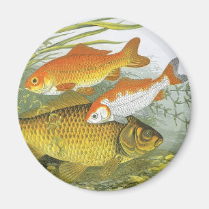 Imã Vintage Aquatic Goldfish Koi Fish, Vida Marinha