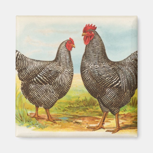 Imã Vintage Barred Plymouth Rock Chickens Magnet (Frente)