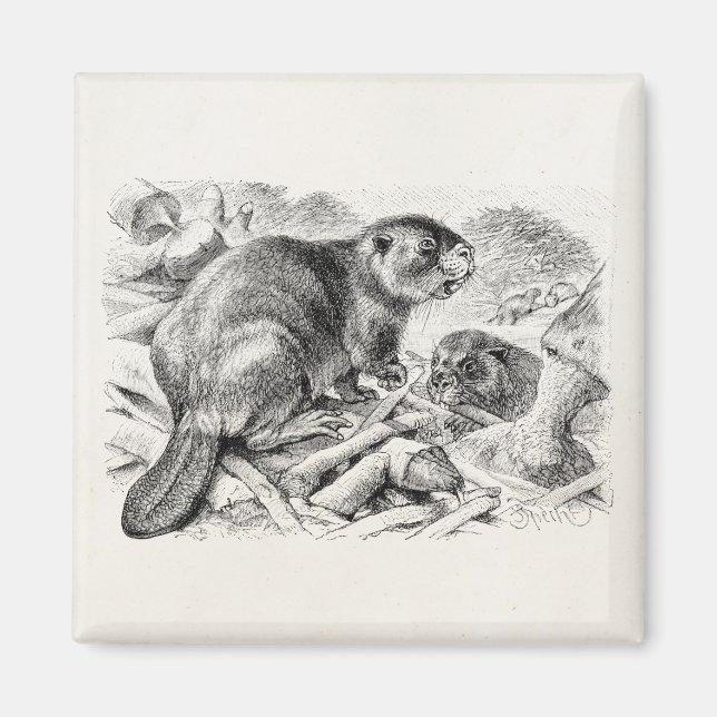 Imã Vintage Beaver Illustração Retroativa Beavers e Da (Frente)