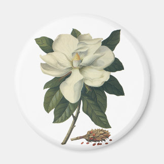 Imã Vintage Blooming White Magnolia Blossom Flores