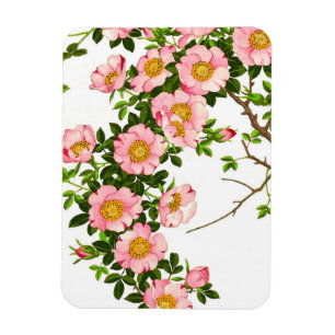 Ímã Vintage - Blossomas de Cereja Japoneses, Rosa e Do