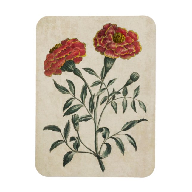 Ímã Vintage Botanal Floral Francês Marigold Magnet (Vertical)