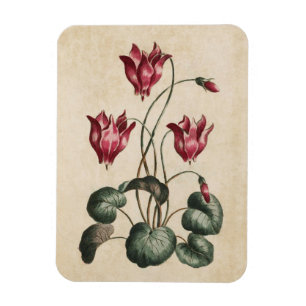 Ímã Vintage Botanical Floral Cyclamen Magnet