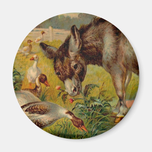 Imã Vintage Burro Com Gansos (Frente)