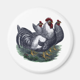 Imã Vintage Chickens