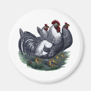 Imã Vintage Chickens