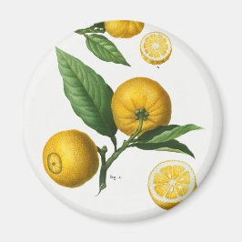 Imã Vintage Citrus