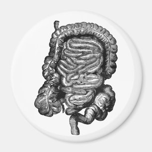IMÃ VINTAGE DO DIAGRAMA DOS INTESTINOS