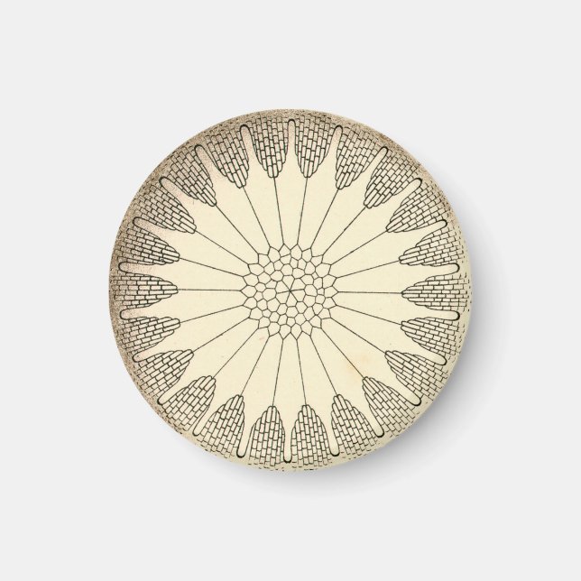 Imã Vintage Haeckel (Frente)