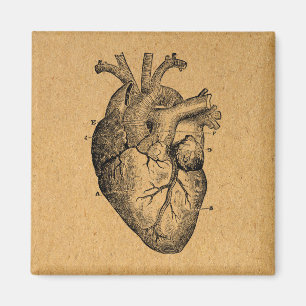 Imã Vintage Heart Diagram Illustration Vintage Art
