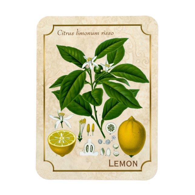 Ímã Vintage Herbal Plant Lemon Fruta Botanical Art (Vertical)