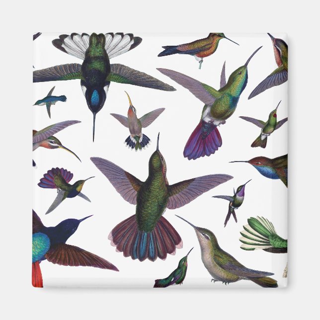 Imã Vintage Hummingbird (Frente)