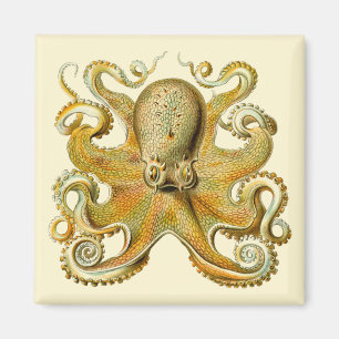 Imã Vintage Kraken, Octopus Gamochonia, Ernst Haeckel