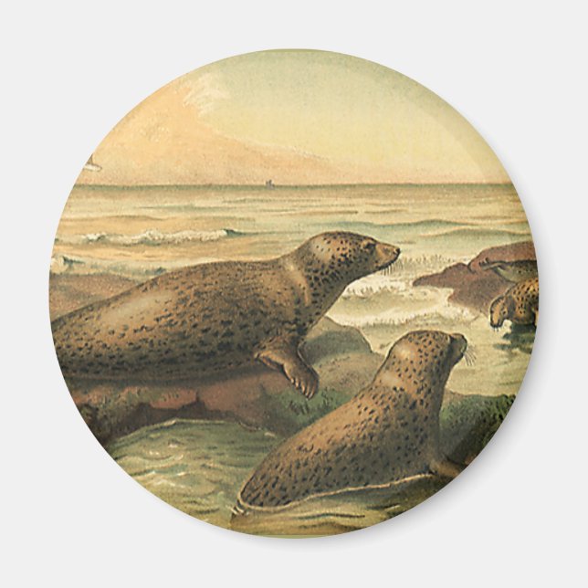 Imã Vintage Leopard Seals by Ocean, Wild Animal (Frente)