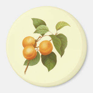 Imã Vintage Orange Apricots Desenho De Aquarela