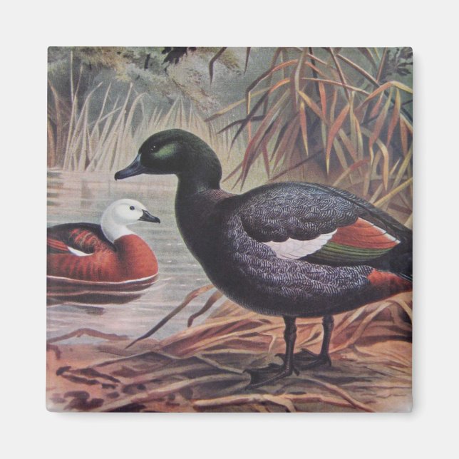 Imã Vintage Paradise Shelduck (Frente)