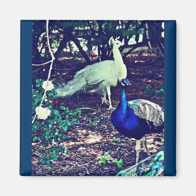 Imã Vintage Peacocks (Frente)