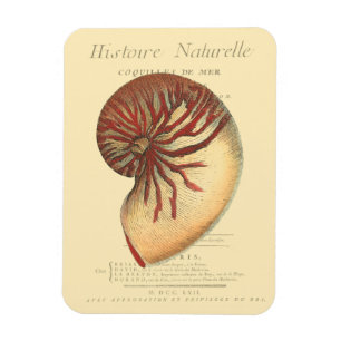 Ímã Vintage Red Conch Shell