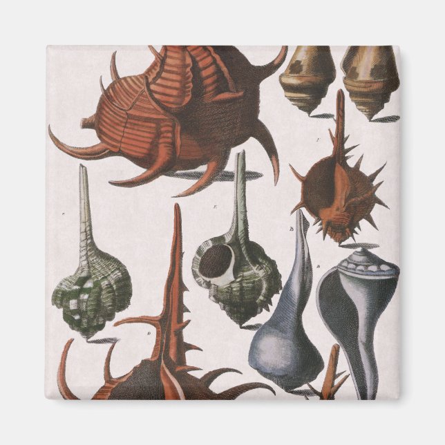 Imã Vintage Seasheles, Vida Marinha, Conchas Marítimas (Frente)