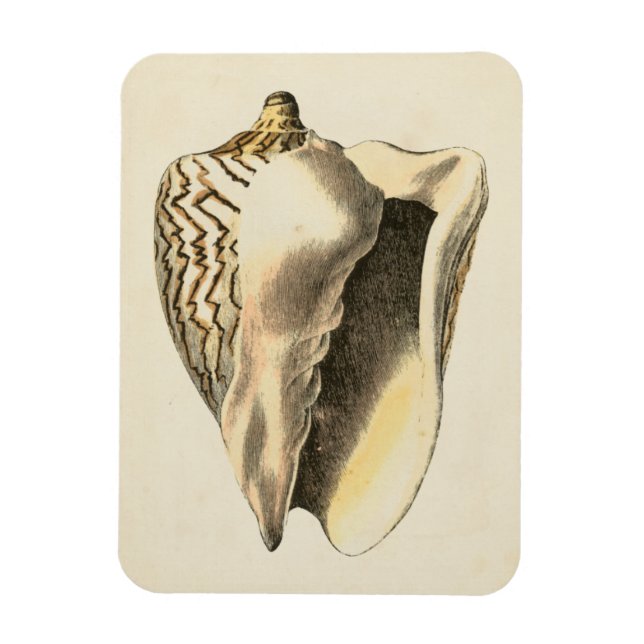 Ímã Vintage Sepia Conch Shell (Vertical)